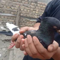 یک جفت سینه سیاه قلدور با جوجه