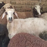 گوسفند ماده