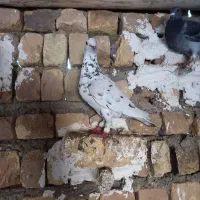 زد خوردی سر حال