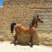 اسب نریان