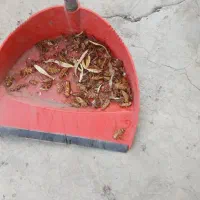 سمپاشی تضمینی