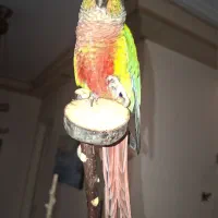 گمشده طوطی گرینچیک