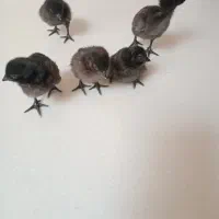 مرغ خروس  ایام سمانی