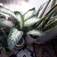 تعدادی گل و گیاه خانگی