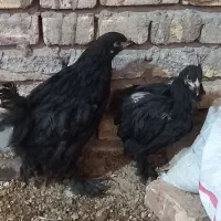 مرغ و خروس