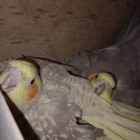 عروس هلندی نر ماده جفت اماده
