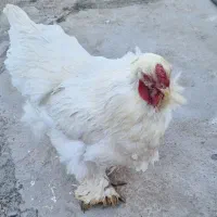 مرغ پا پر تخمگذار