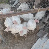 بوقلمون