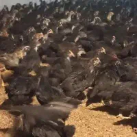 مرغ جوجه بومی بلک استار گلپایگانی۱ماهه