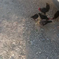 فروش خروس محلی جوان
