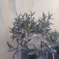گل طبیعی|گل و گیاه طبیعی|پارسآباد, |دیوار