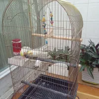 یه جفت عروس هلندی لوتیتو آماده یادگیری