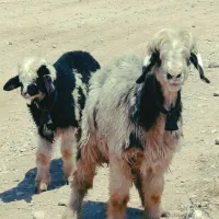 شیشک بختیاری