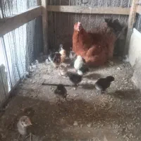 فروش جوجه به همراه مادر و فروش اردک اسرائیلی بابچه