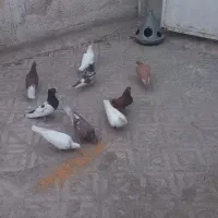 ۹ عدد کفتر پرشی بیشترش نر