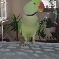 شاه طوطی نر با وسایل