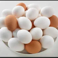 پخش تخم مرغ پارتاک