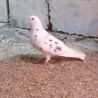 8 تا کبوتر