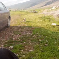 یونجه برش دوم