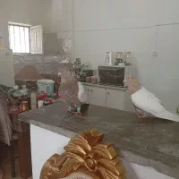 کبوتر|پرنده|ازنا, |دیوار
