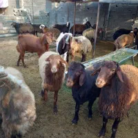 فروش مستقیم گوسفند زنده از دامداری بدون واسطه