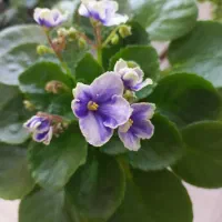 گل بنفشه آفریقایی