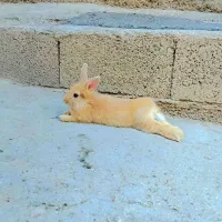 ۲ عدد خرگوش لوپ  سالم و بازی گوش