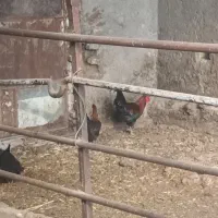 خروس چاق و چله و امسالی