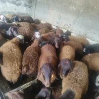 بره نر کشتاری و پای پروار