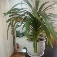 گل و گیاه زینتی
