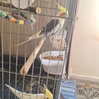 عروس هلندی مولد