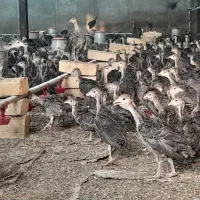 جوجه بوقلمون یک ماهه برنز