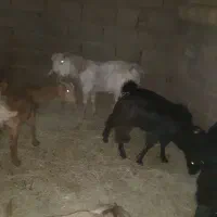 نری چاق