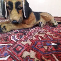 عروسک