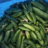 خیار