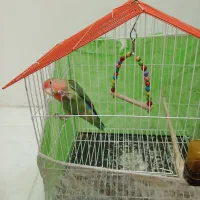 کوتوله ، پرنده