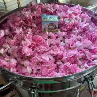 گلاب|خوردنی و آشامیدنی|مشهد, موعود|دیوار