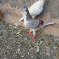 کبوتر