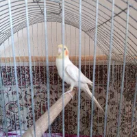 عروس هلندی نر