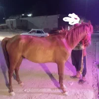 قیمت‌ ۵۰ تومن