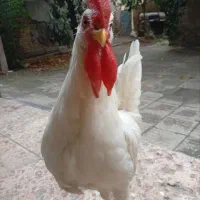 خروس ماشینی شش ماهه