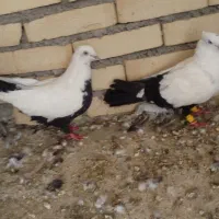 کبوتر دمبی و سینه سلیمونی