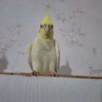 عروس هلندی ماده