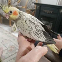 عروس هلندی نر