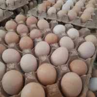 تخم مرغ محلی با کیفیت