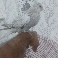 عروس ایزابلا