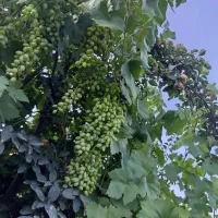 قوره|خوردنی و آشامیدنی|سنندج, |دیوار