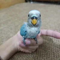 جوجه کوتوله آبی کاربنی