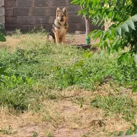 سگ ژرمن  4ماهه