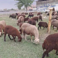 تعداد۲۵راس گوسفند درشت داشتی